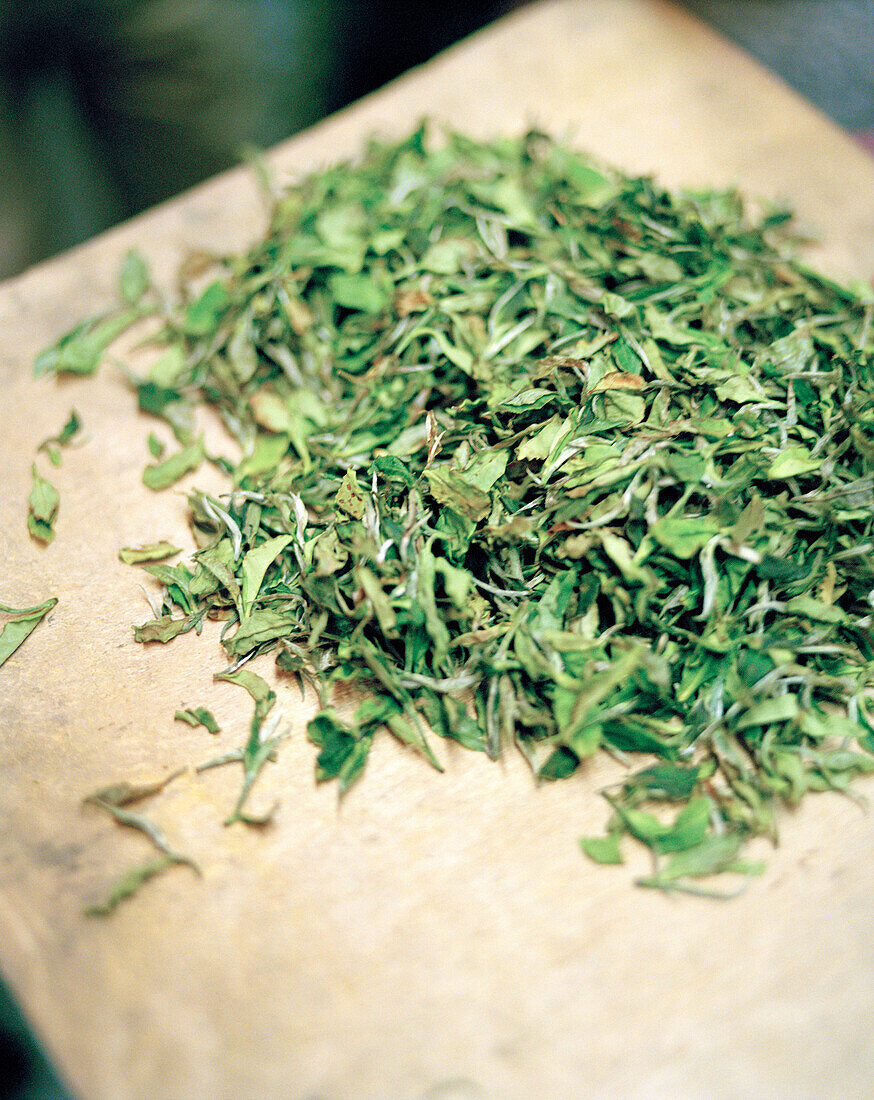 INDIA, West Bengal, green tea leaves, Ambooti Tea Gardens, Darjeeling