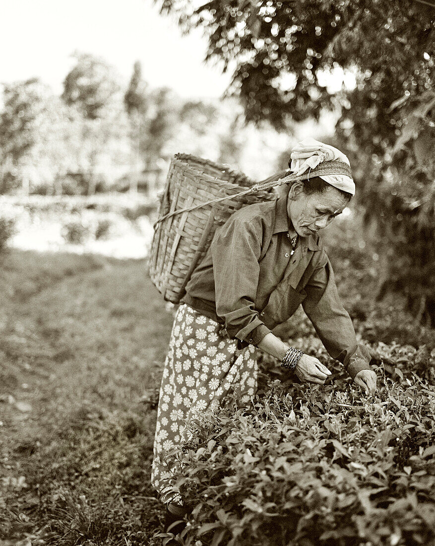 INDIA, West Bengal, female worker picking tea leaves, Ambooti Tea Gardens, Kurseong (B&W)