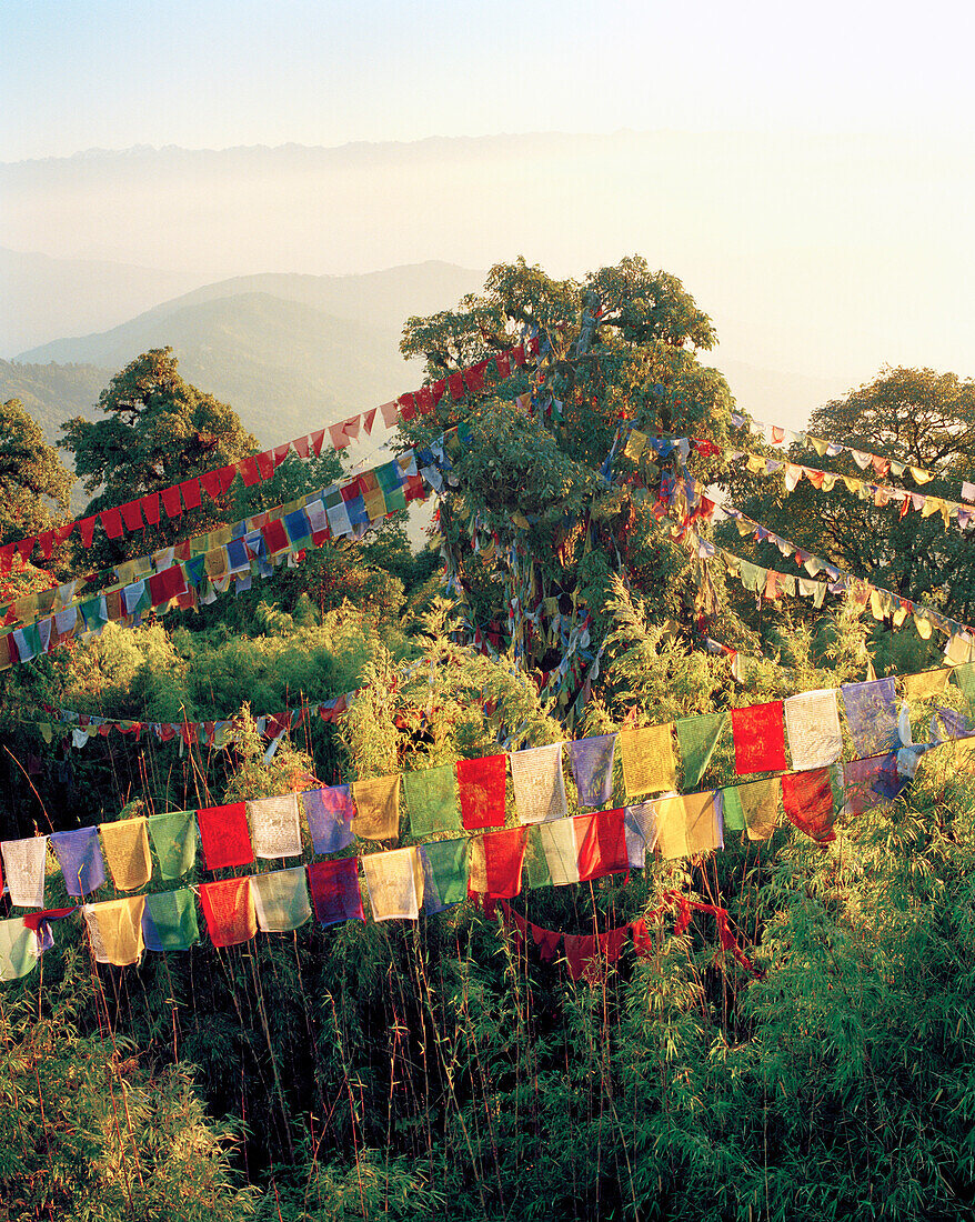 INDIA, West Bengal, colorful prayer flags hanging over trees, Tiger Hill