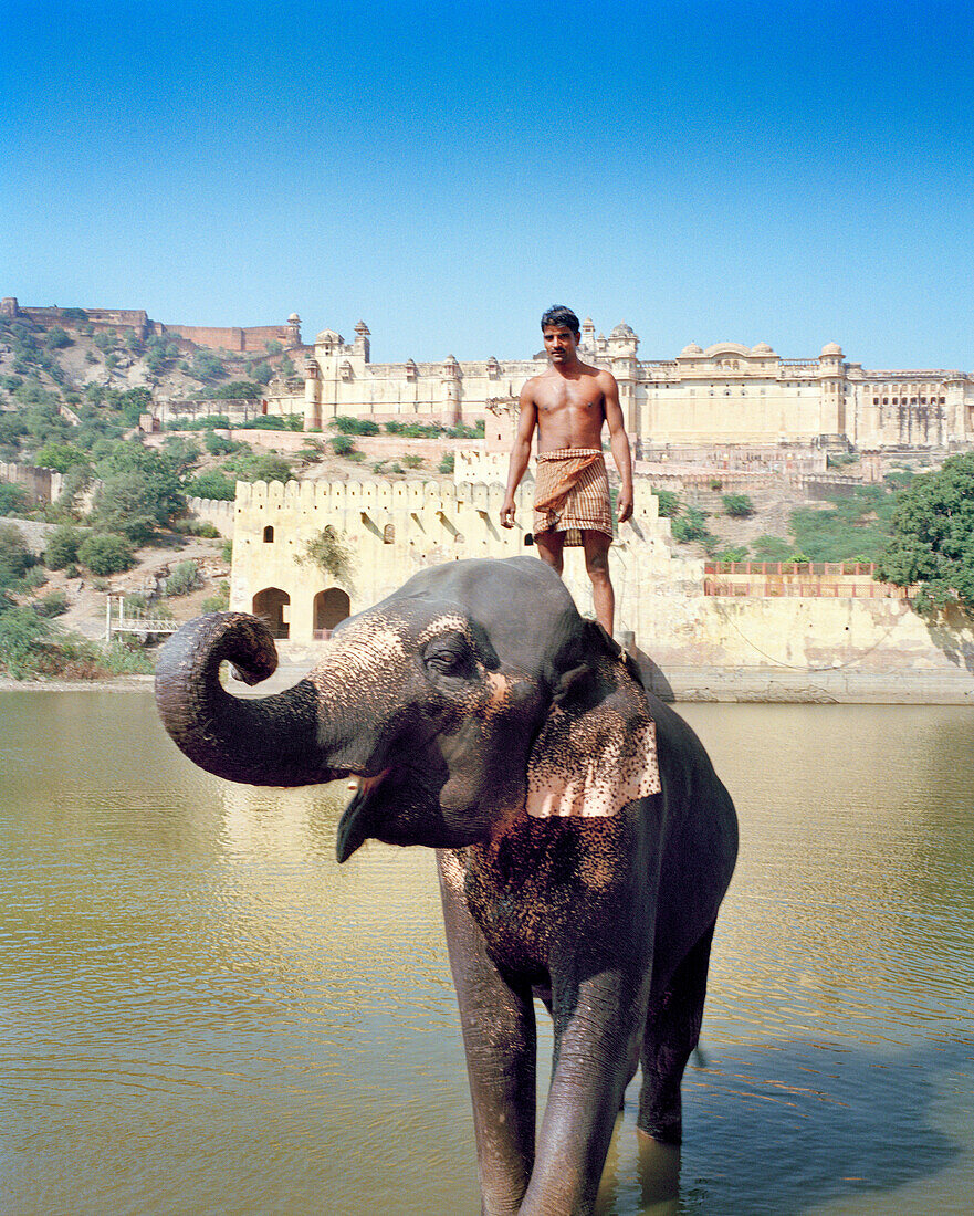 INDIA, Jaipur, man on elephants back in river in front of the Amber Palace