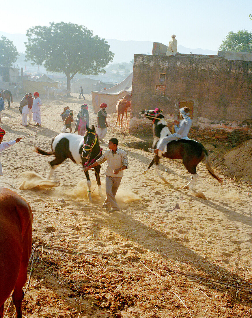 INDIA, Rajasthan, horses for sale at the Pushkar Camel market and horse sale