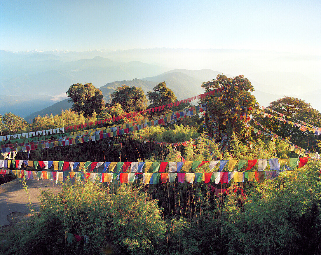 INDIA, West Bengal, colorful prayer flags hanging over trees, Tiger Hill