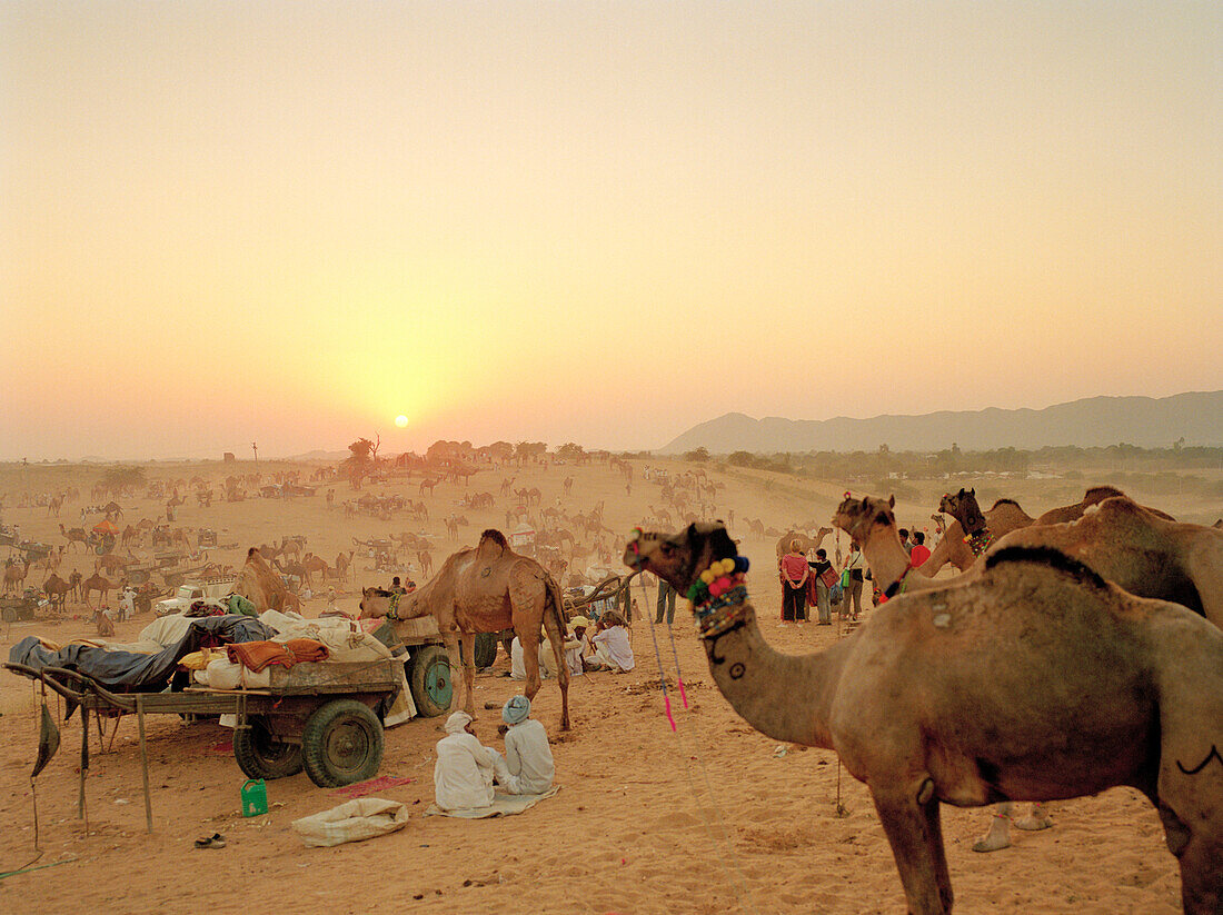 INDIA, Rajasthan, men and camels at the Pushkar Camel Fair