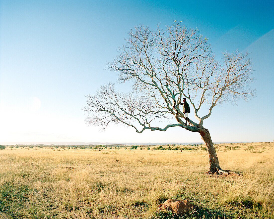 MADAGASCAR, man standing on branch of bare tree in field, Amphea Plateau