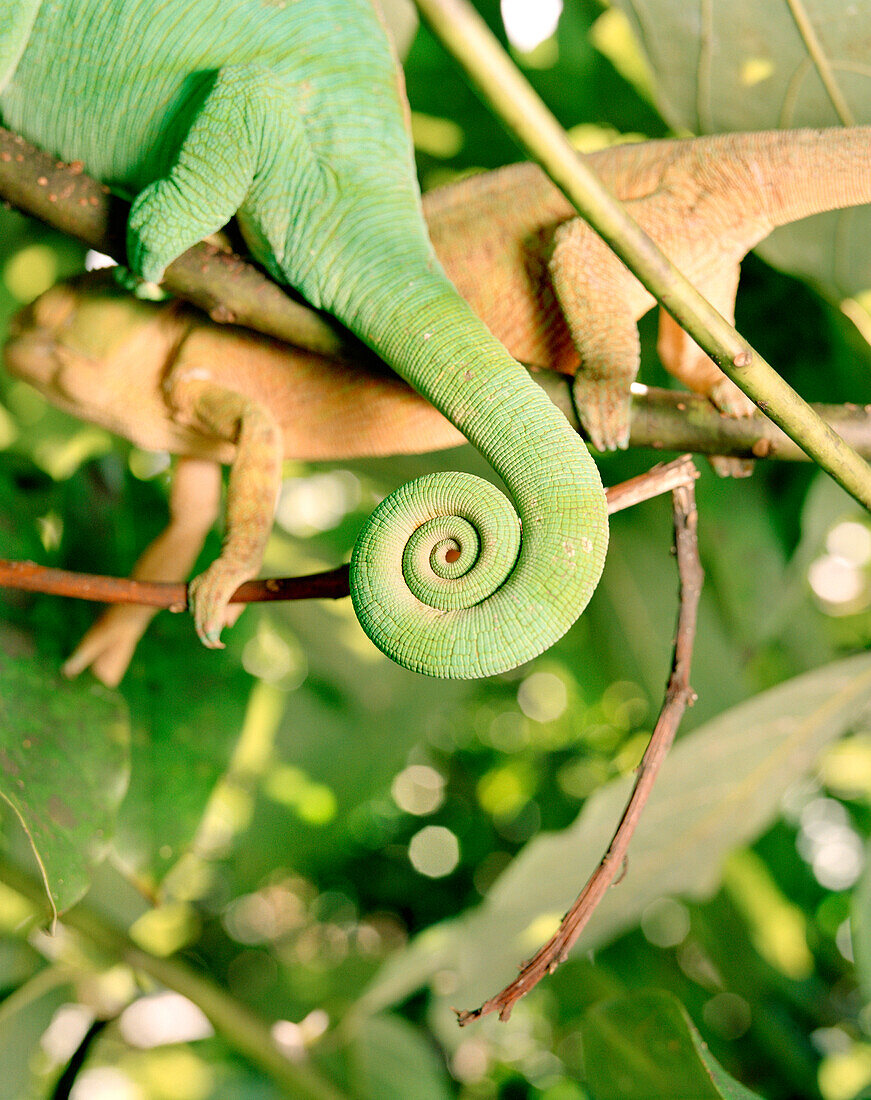 Madagascar, chameleon coiled tail, close-upMADAGASCAR, chameleon tail, close-up, Mandraka Reptile Park, Tana