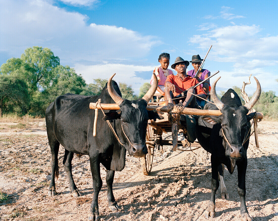 MADAGASCAR, family sitting in an ox cart in road, Besely Village