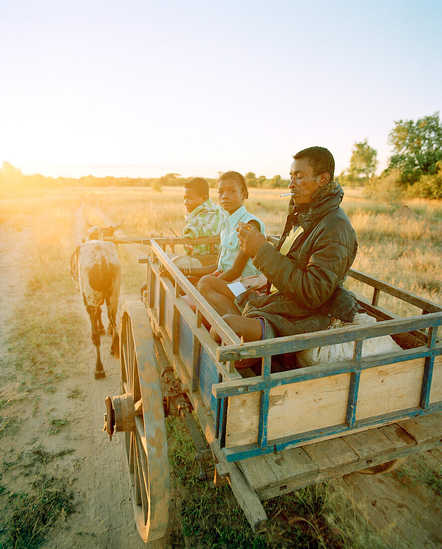 MADAGASCAR, family traveling in ox cart, Beza Mahafaly Tribe