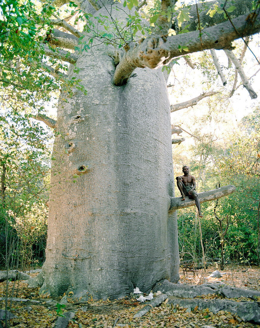 MADAGASCAR, shirtless man sitting In 1900 year old baobab tree, Marombo Bay