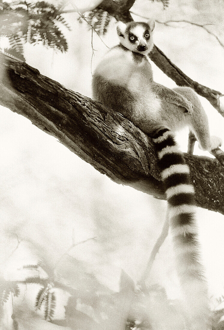 MADAGASCAR, ring tailed lemur sitting on branch, Beza Mahafaly (B&W)