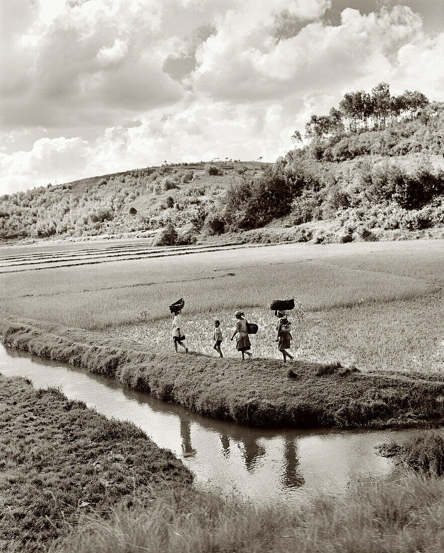 MADAGASCAR, women walking amid rice fields, outskirts of Antananarivo (B&W)