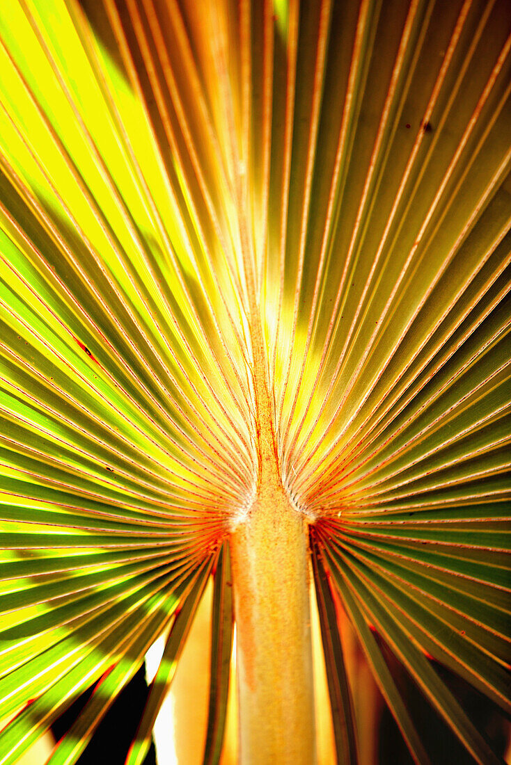 MAURITIUS, Ile aux Aigrettes, detail of a palm leaf called the Blue Latane