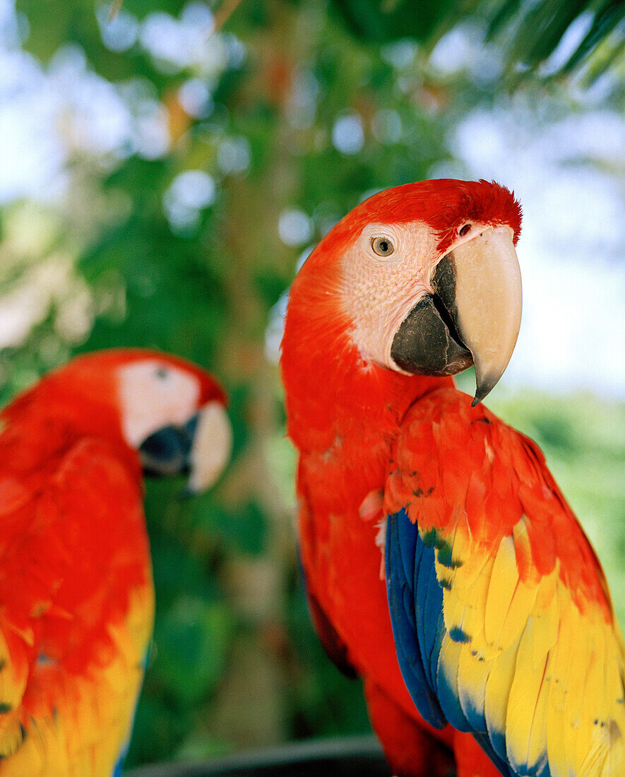 MEXICO, Maya Riviera, close-up of scarlet macaws sitting in a tree, Yucatan Peninsula