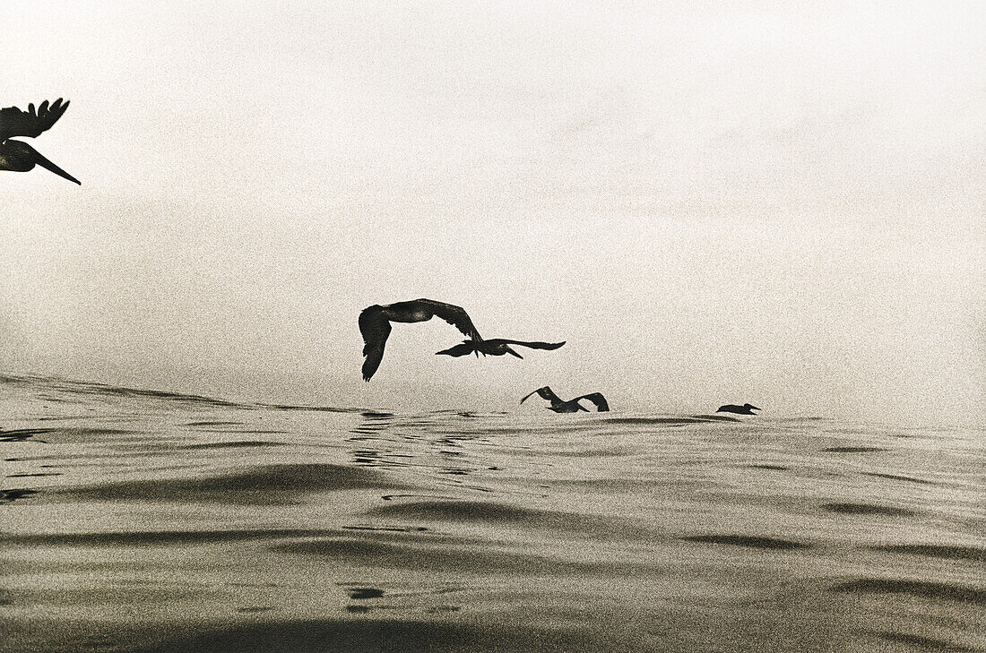 MEXICO, Brown Pelicans flying over the Pacific, Nayarit Riviera (B&W)