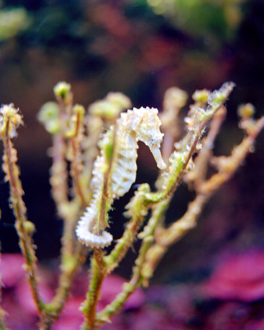 MEXICO, Maya Riviera, close-up of a seahorse, Xcaret