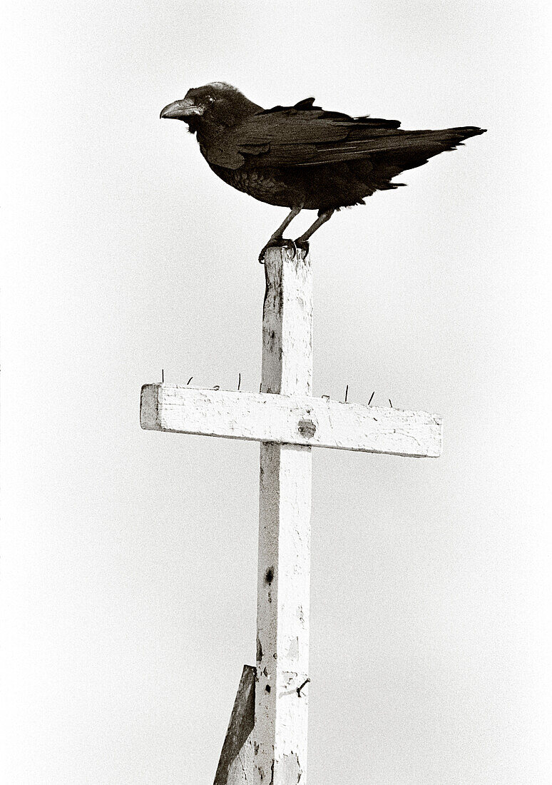 MEXICO, Baja, Raven standing on cross of church (B&W)