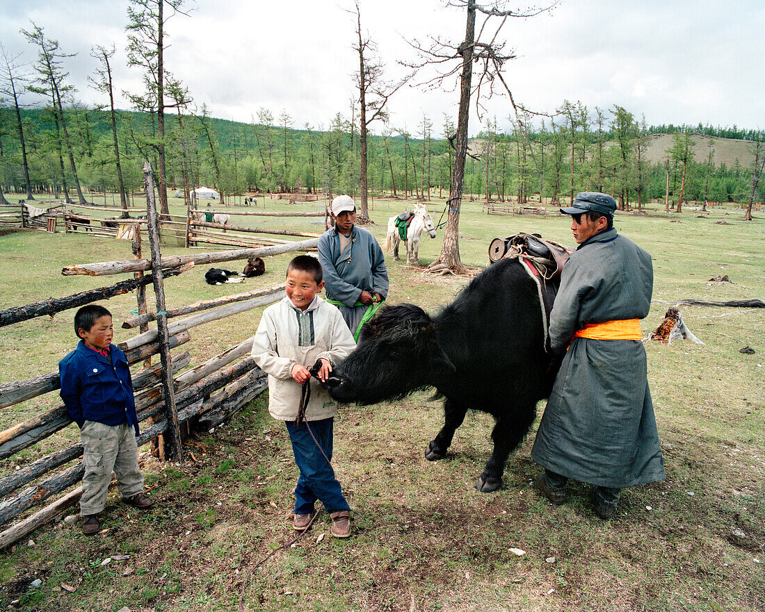 MONGOLIA, Batkhuu's home near Khuvsgul Lake, young man saddling a yak, Khuvsgul National Park