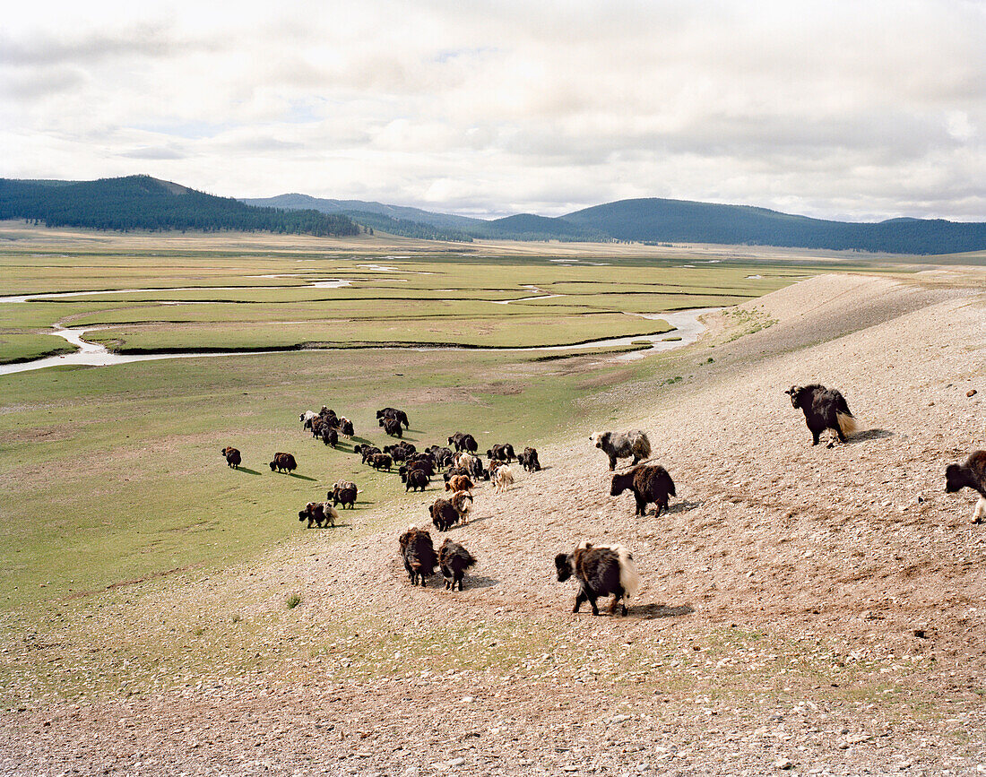 MONGOLIA, Khargana Sair, Khuvsgul National Park, yaks walk through wide open grasslands