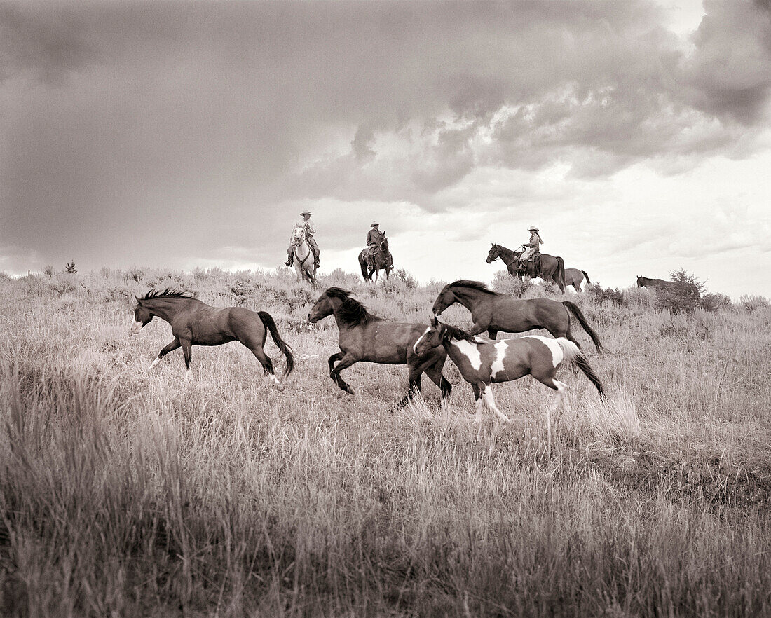 USA, Montana, horses running by cowboys at dusk, Gallatin National Forest, Emigrant (B&W)