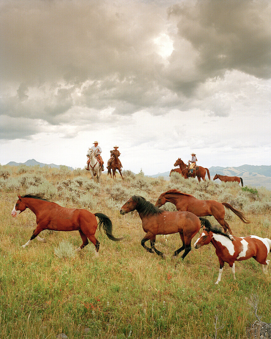 USA, Montana, horses running by cowboys at dusk, Gallatin National Forest, Emigrant