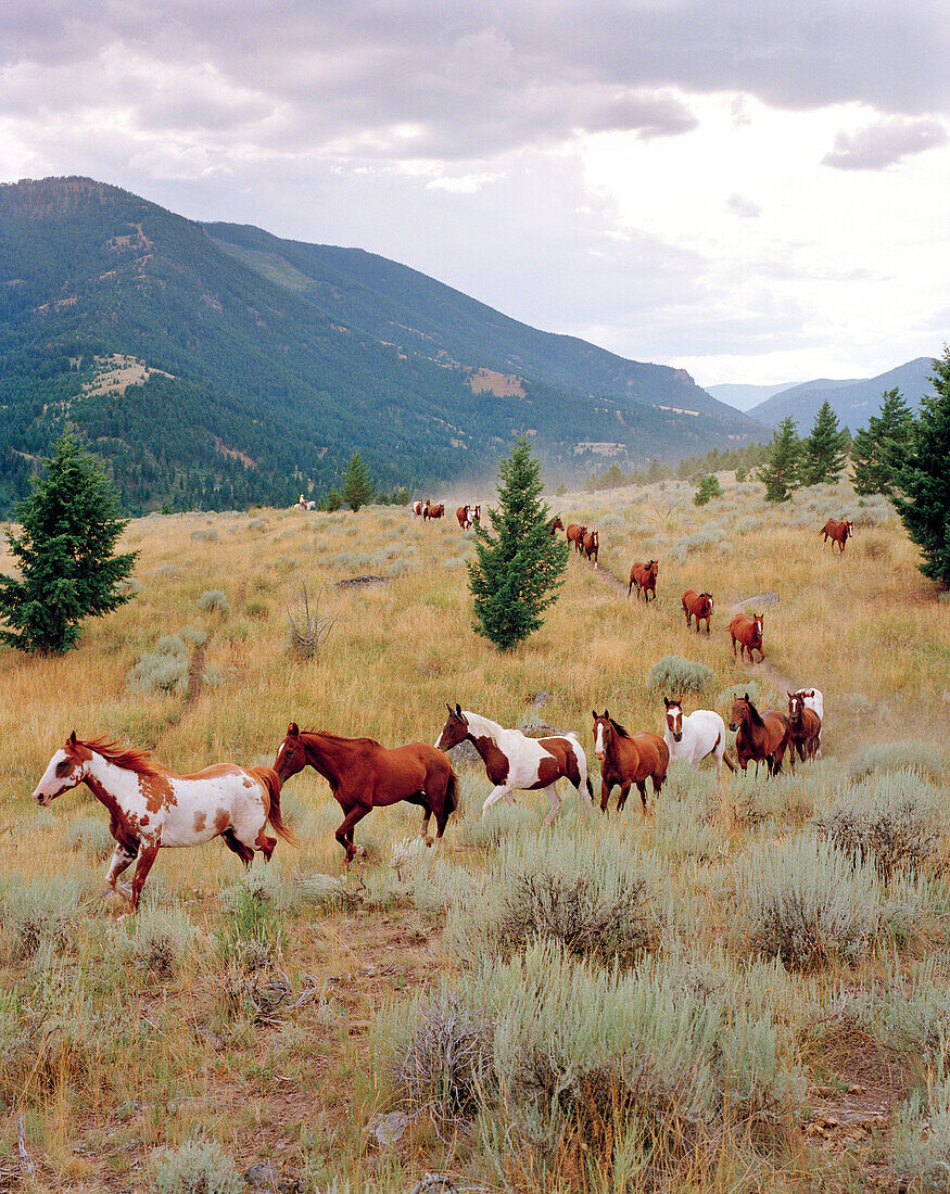 USA, Montana, scenic view of horses running out to pasture, Gallatin National Forest, Emigrant
