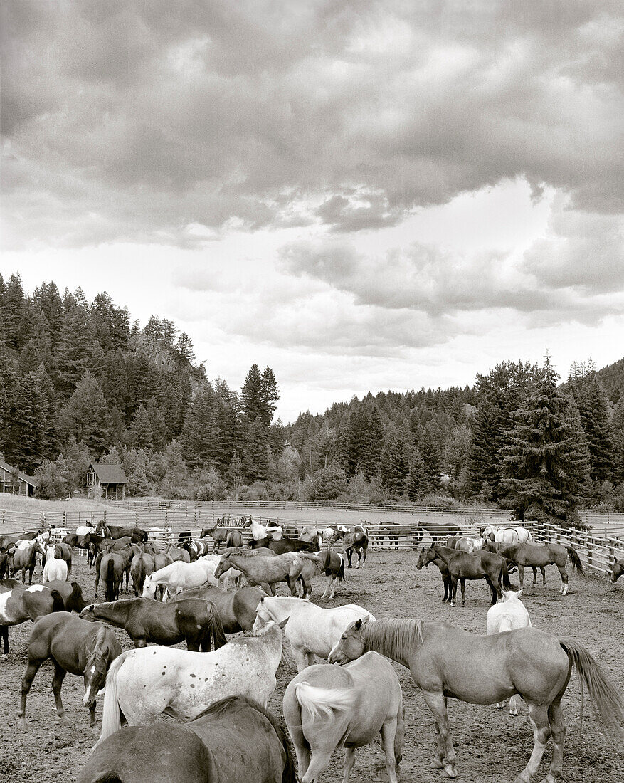 USA, Montana, horses in a corral, Mountain Sky Guest Ranch (B&W)