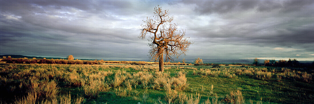 USA, Montana, wide open landscape and tree by the Bighorn River
