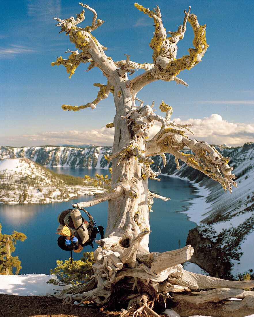 USA, Oregon, a backpack hanging from large dead tree, Crater Lake National Park