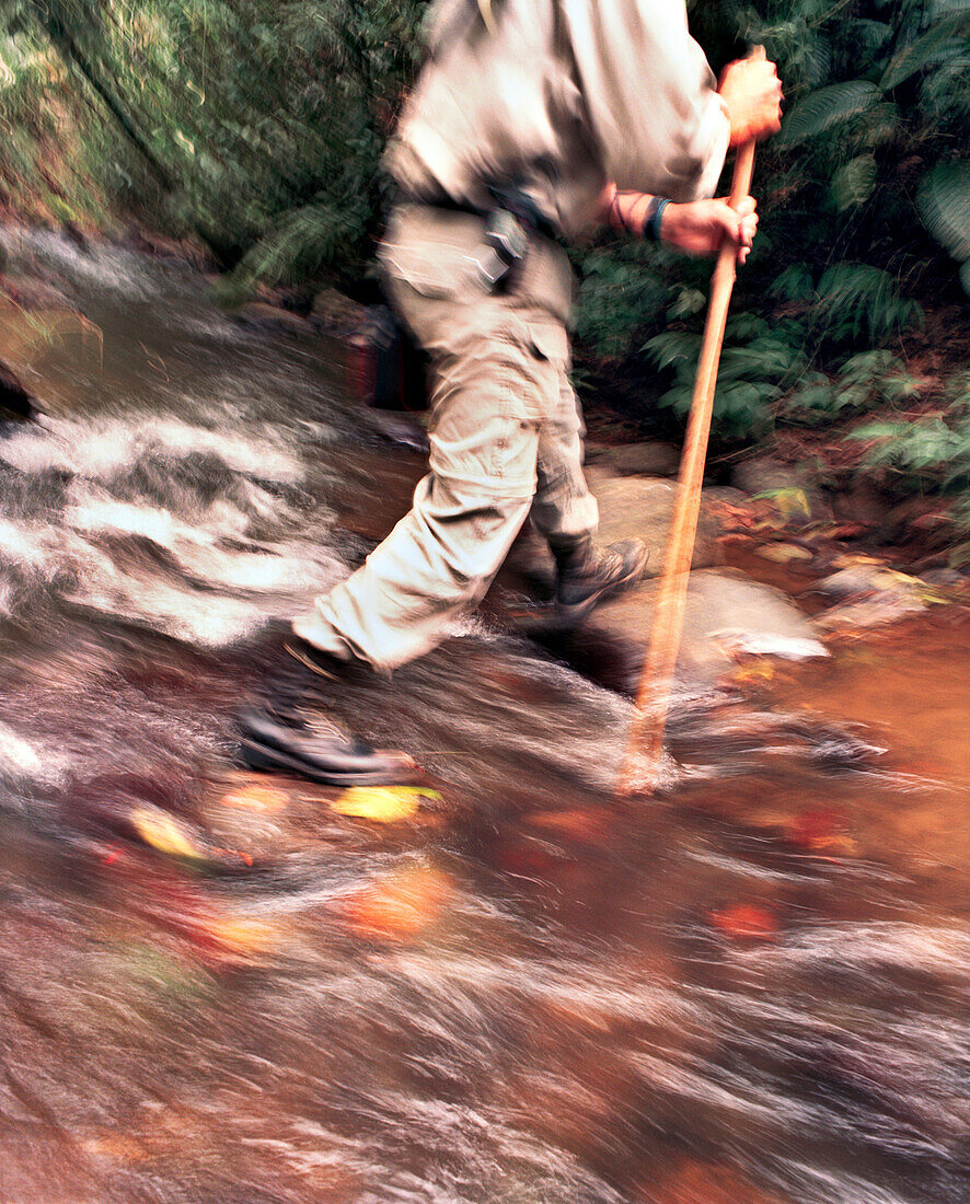 PANAMA, Cana, a man crosses a stream with a walking stick in the Darien jungle near the Cana Field Station close to the Colombian Boarder, Darien Jungle, Central America