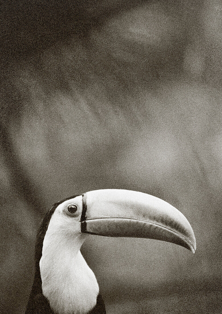 PANAMA, Darien Jungle, Cana, close-up of Toucan, (B&W)