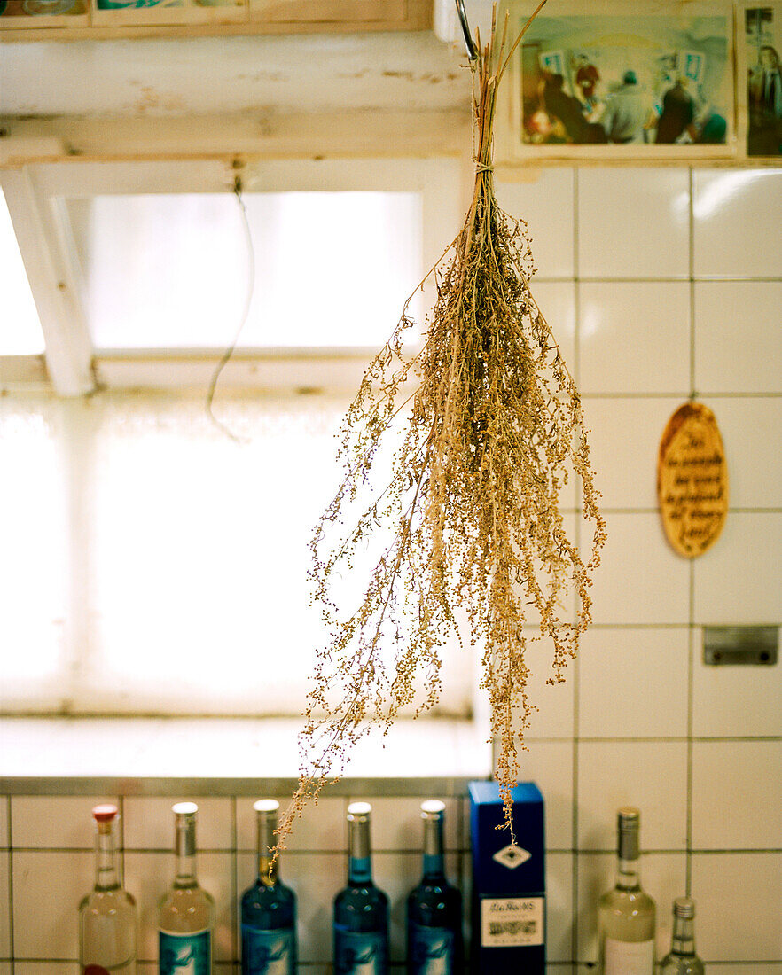 SWITZERLAND, Couvet, hanging woodworm plant is used to make Absinthe, Artemisia Distillerie, Jura Region