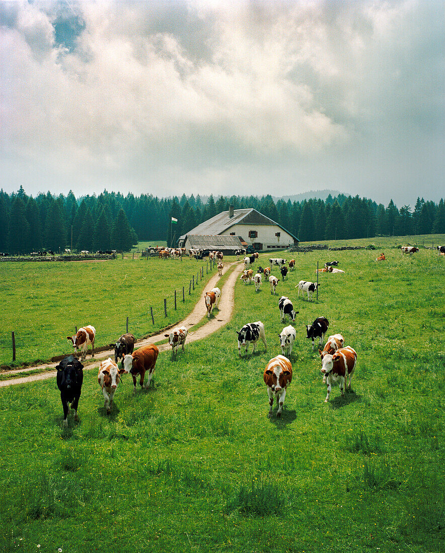SWITZERLAND, Couvet, a farm and cows on the outskirts of Couvet, Jura Region