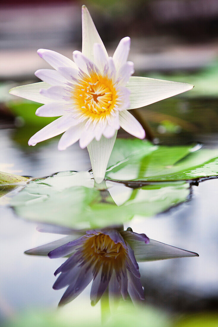 Vietnam, Hue, eine blühende Lotosblume an einer Pagode und einem Kloster