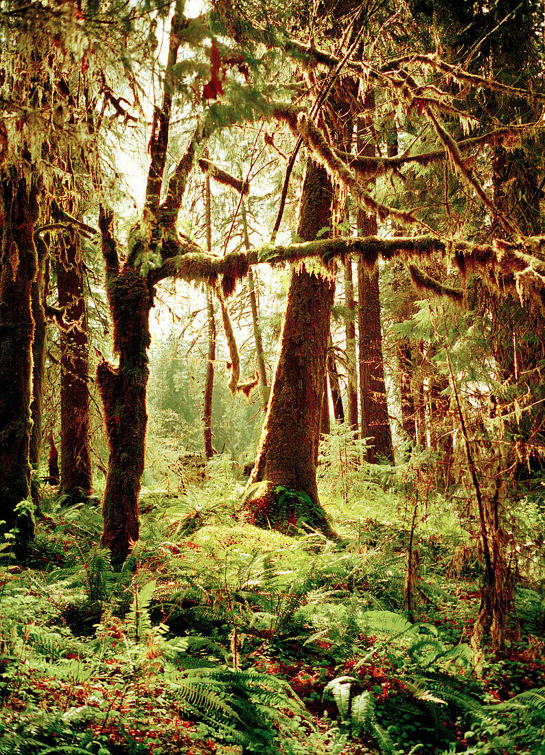 USA, Washington State, Sitka Spruce and Western Hemlock trees, Olympic National Park