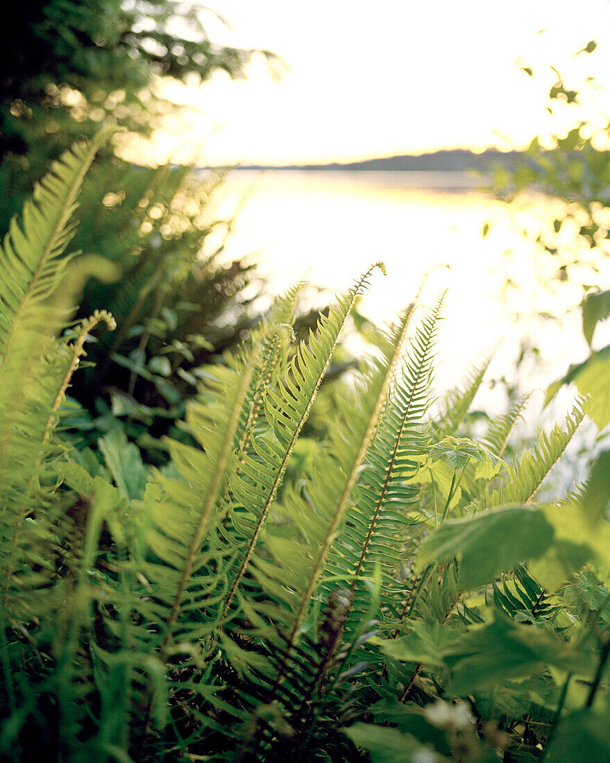 USA, Washington State, green ferns in the forest at dusk, Puget Sound, Totten Inlet, Olympic Peninsula