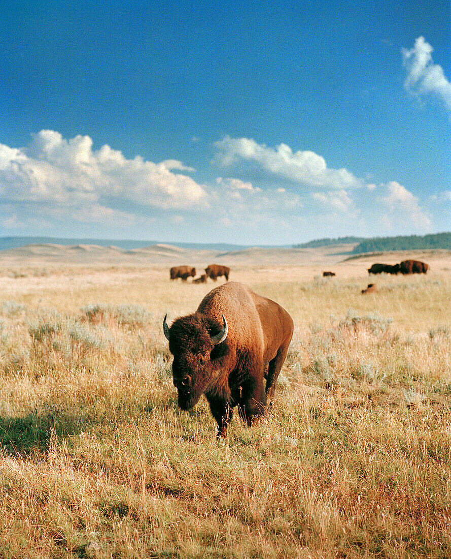 USA, Wyoming, bisons grazing in Hayden Valley, Yellowstone National Park