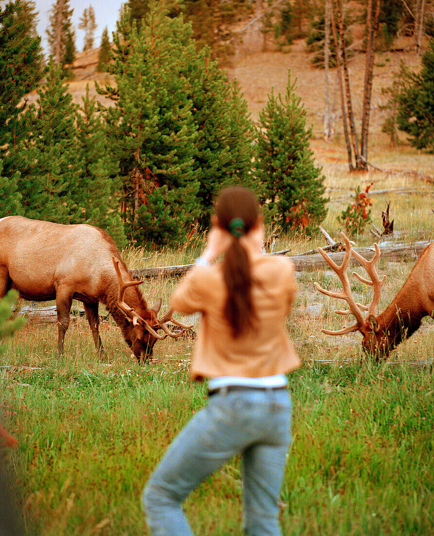 USA, Wyoming, tourist photographing elk, Yellowstone National Park
