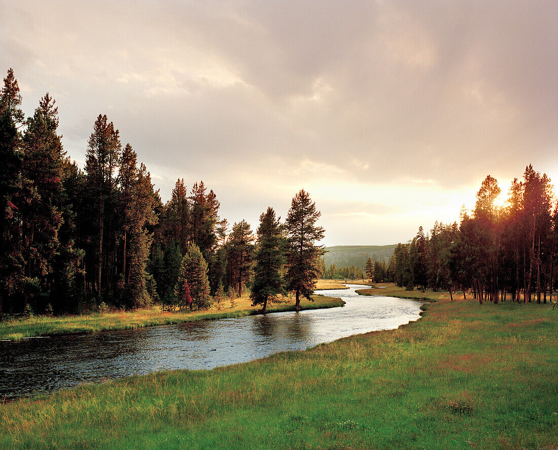 USA, Wyoming, Nez Pearce Creek landscape with trees at dusk, Yellowstone National Park