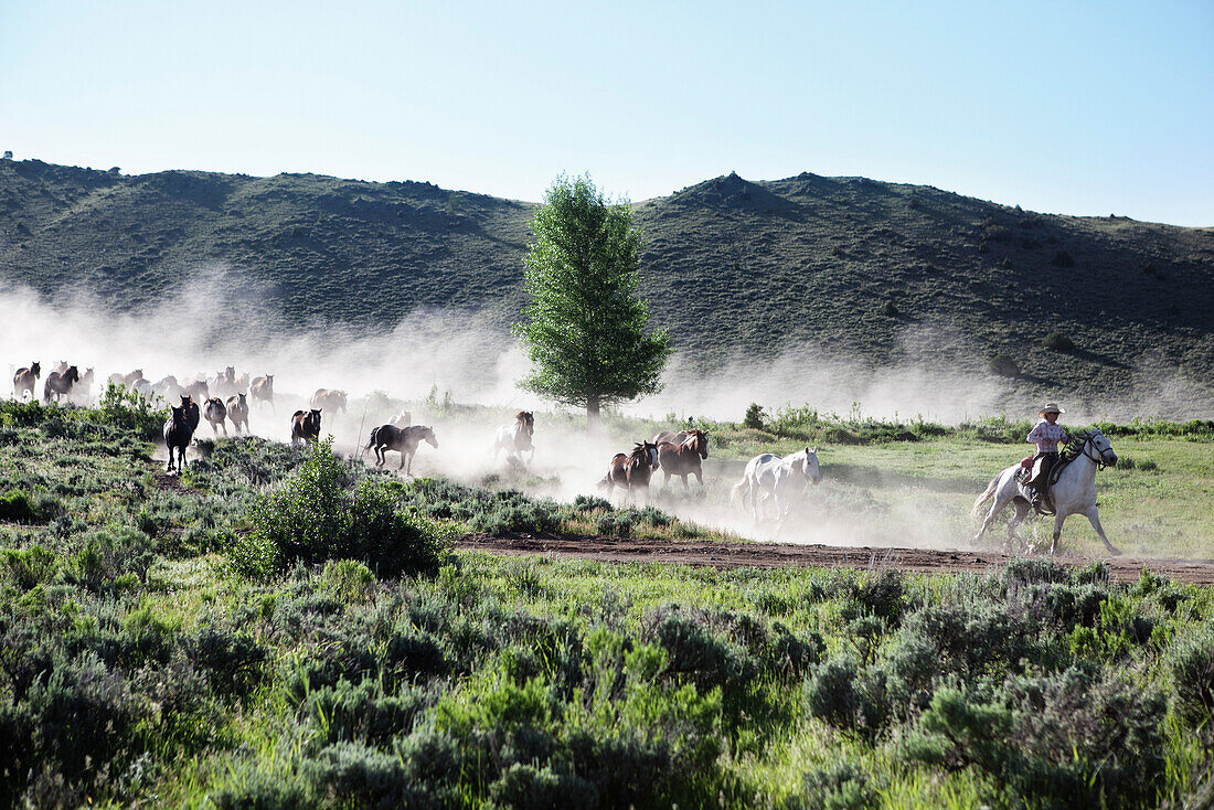 USA, Wyoming, Encampment, wranglers leading horses to a barn in the early morning, Abara Ranch