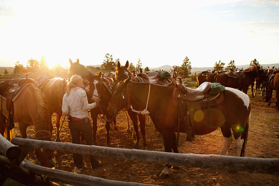 USA, Wyoming, Encampment, a wrangler gathers horses for guests at a dude ranch, Abara Ranch