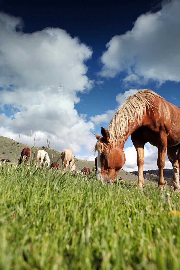 USA, Wyoming, Encampment, horses graze in a pasture under white puffy clouds, AbarA Ranch