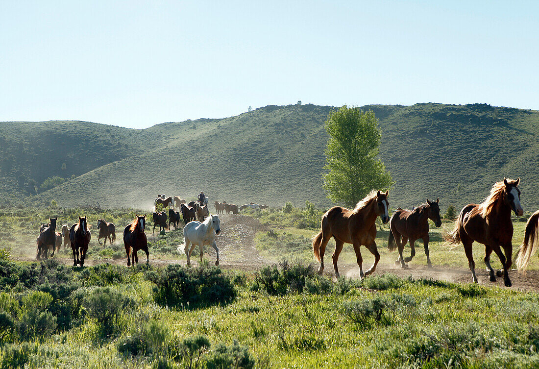 USA, Wyoming, Encampment, wranglers jingle horses in horses in the early morning, AbarA Ranch