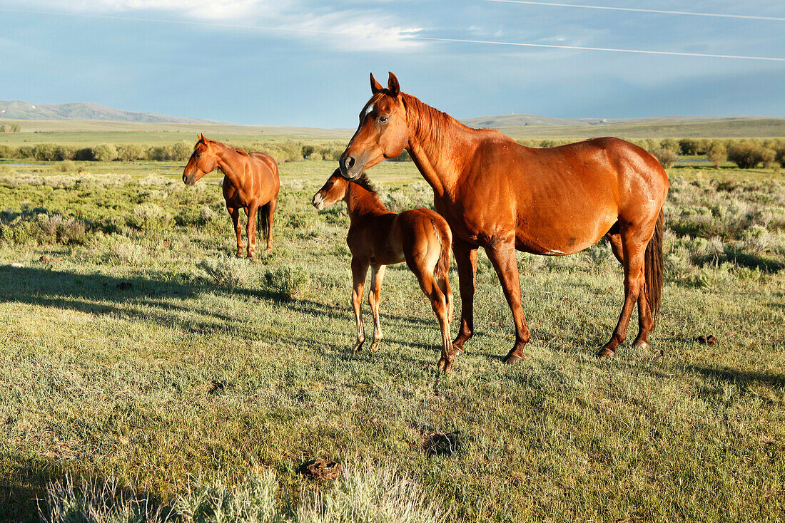 USA, Wyoming, Encampment, two mares and a colt standing in a pasture, Big Creek Ranch