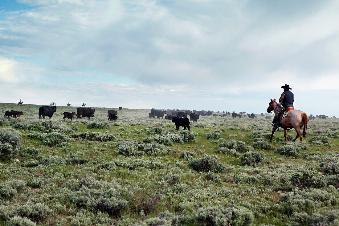 USA, Wyoming, Encampment, cowboys move cattle towards a corral to be branded, Big Creek Ranch