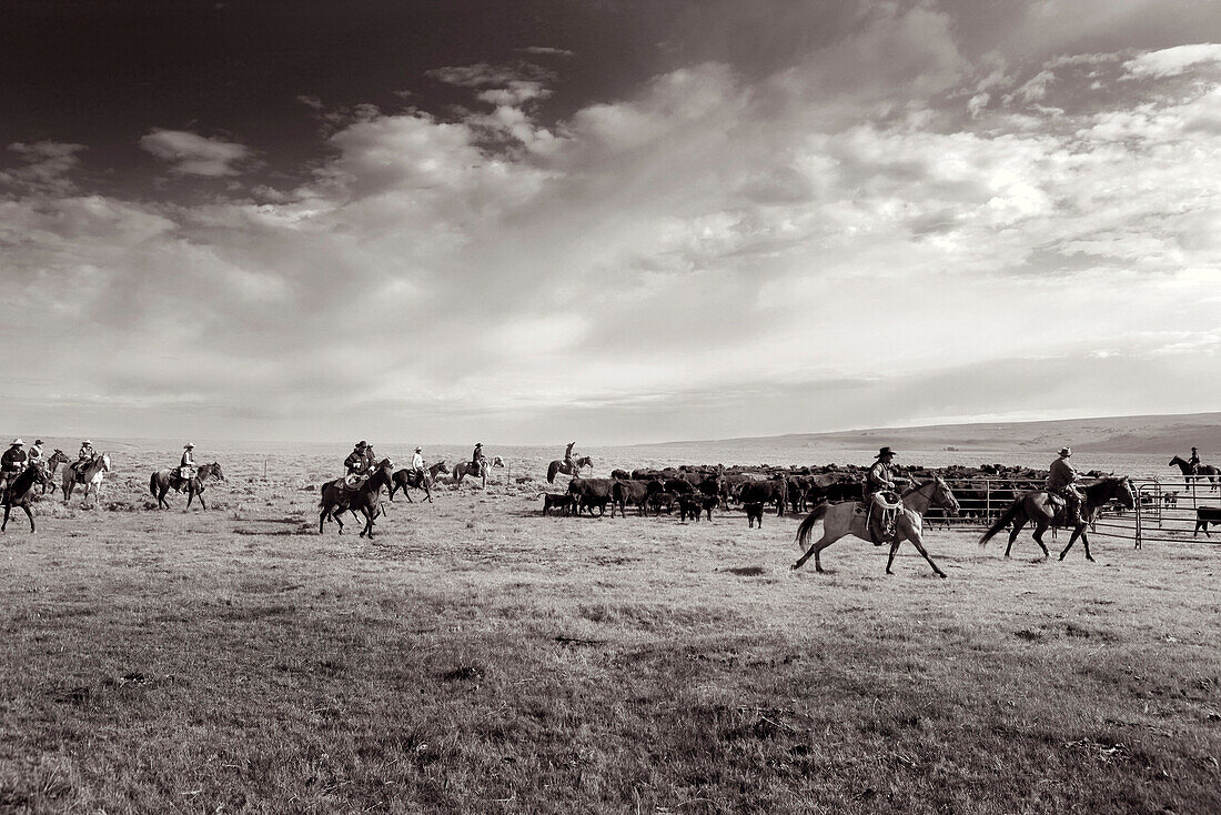 USA, Wyoming, Encampment, cowboys move cattle towards a corral to be branded, Big Creek Ranch (B&W)