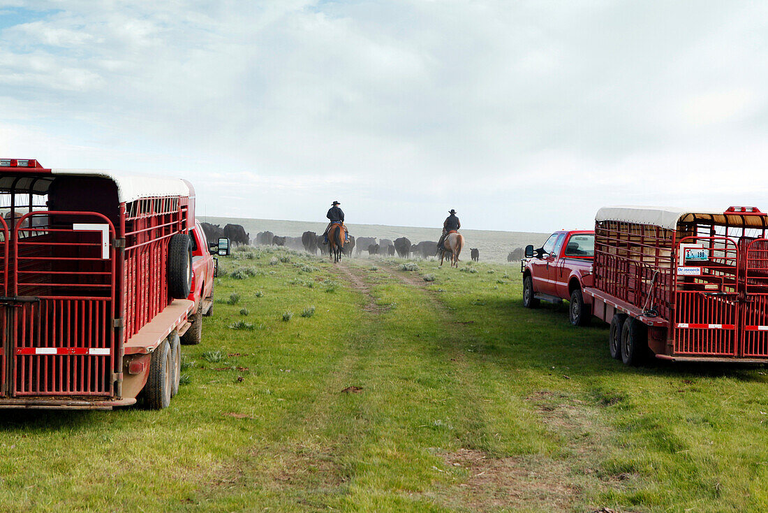 USA, Wyoming, Encampment, cowboys move cattle towards a corral to be branded, Big Creek Ranch