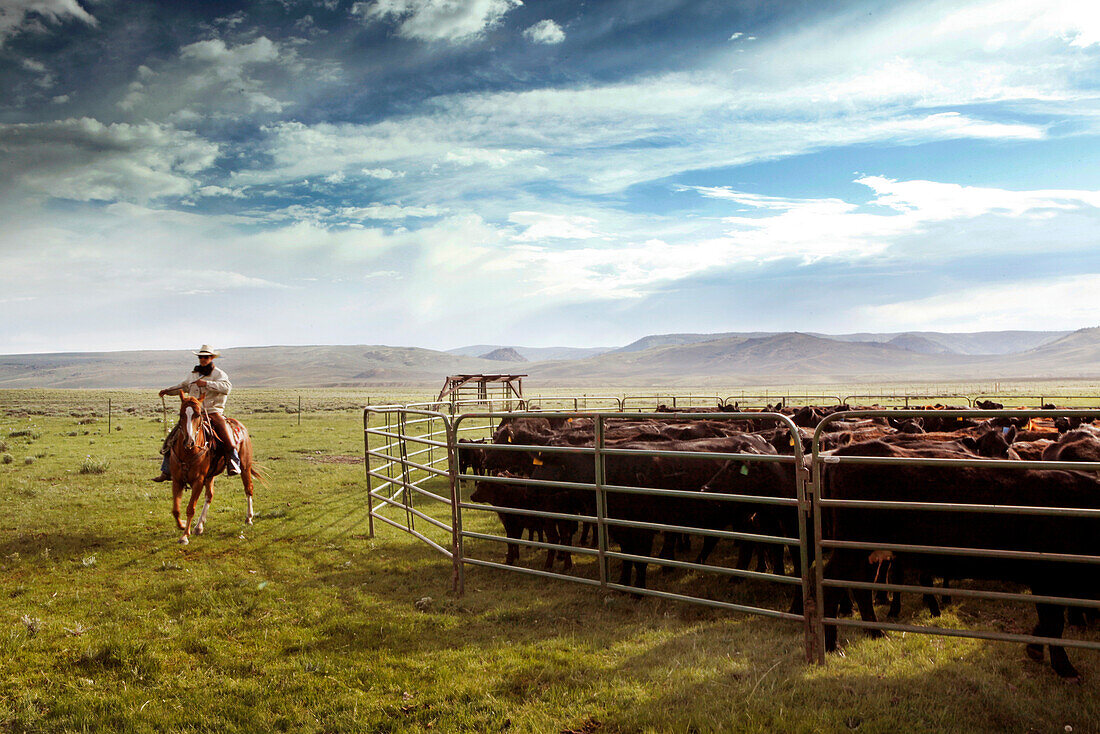 USA, Wyoming, Encampment, a cowboy gets redy to rope calves for branding, Big Creek Ranch