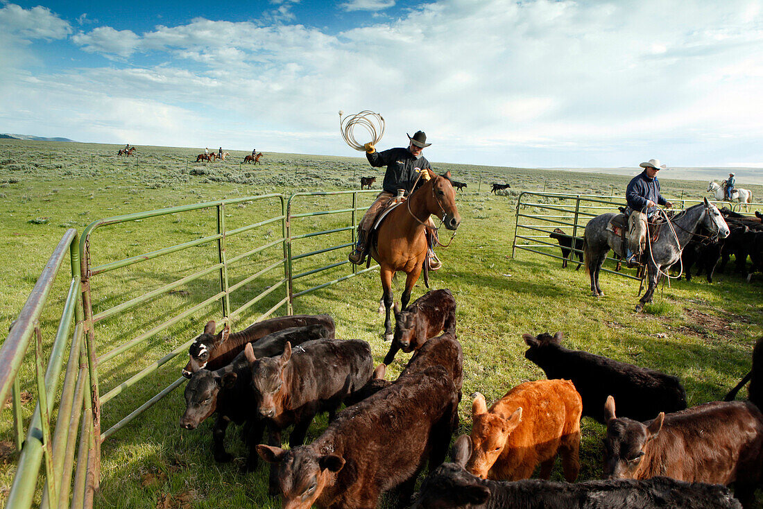 USA, Wyoming, Encampment, cowboys move cattle into a corral for branding, Big Creek Ranch