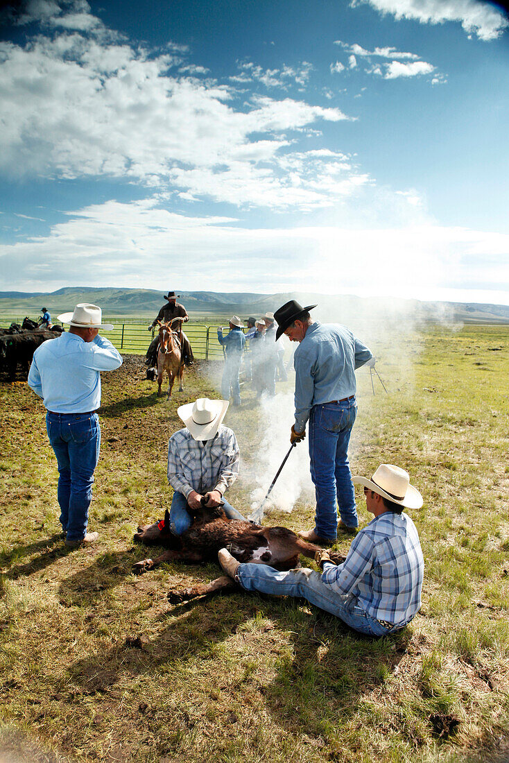 USA, Wyoming, Encampment, cowboys brand cattle at Big Creek Ranch