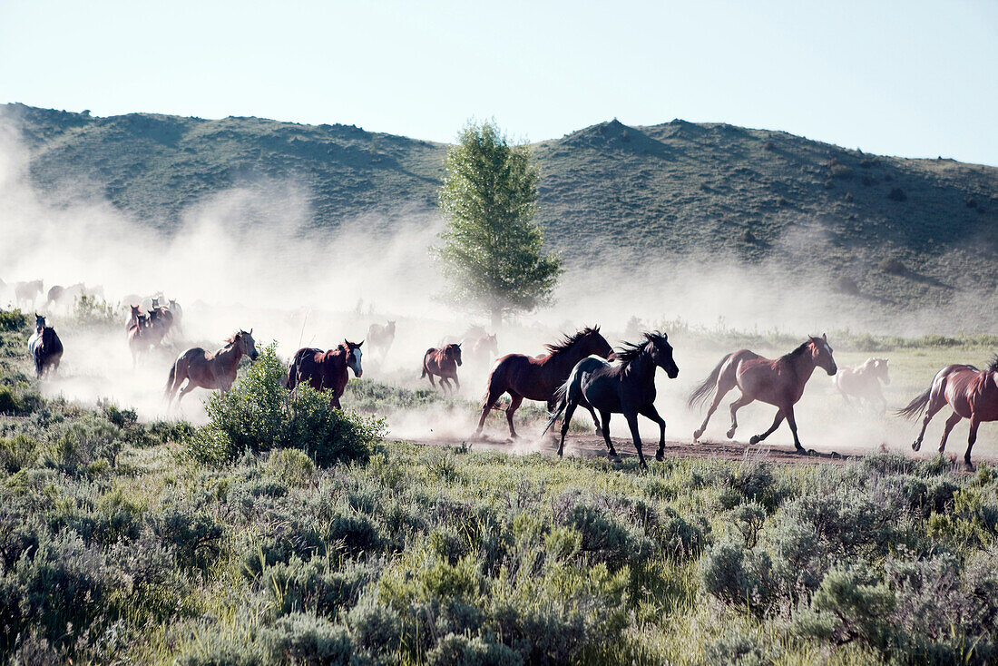 USA, Wyoming, Encampment, Wranglers leading horses to the barn in the early morning