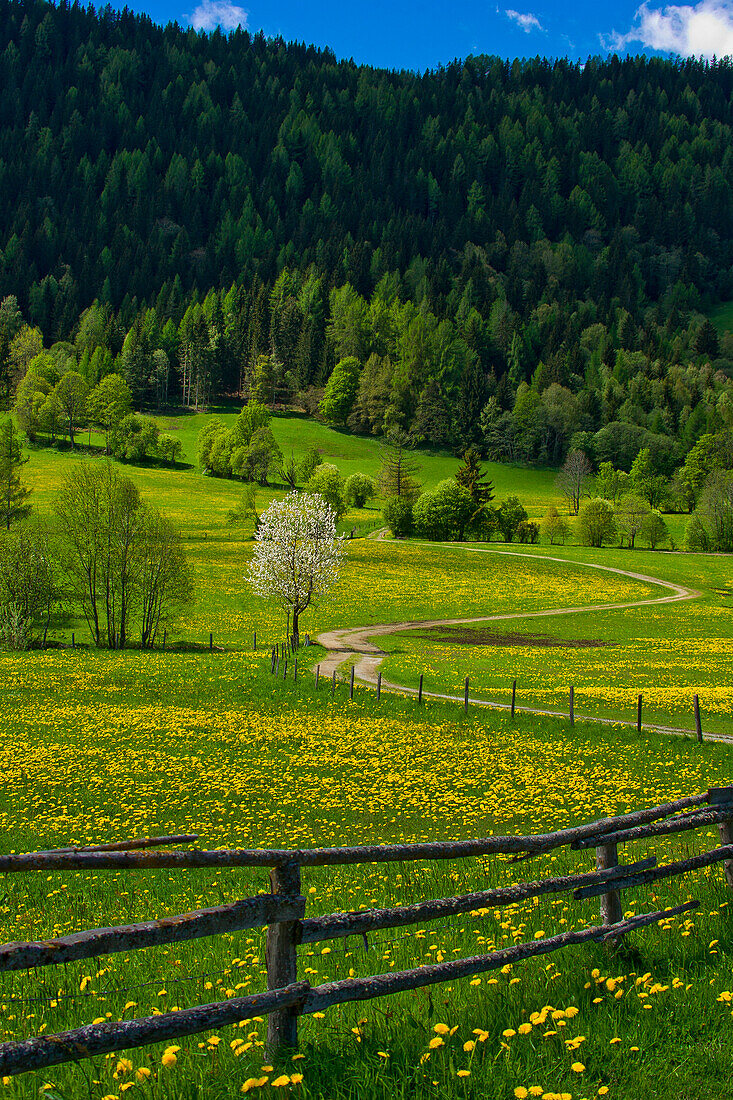 Field of flowers in spring, Krakautal, Styria, Austria